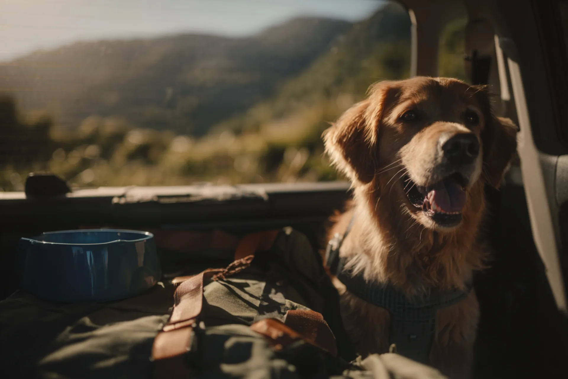 Perro instalado en el baúl del carro listo para viajar con su mascota